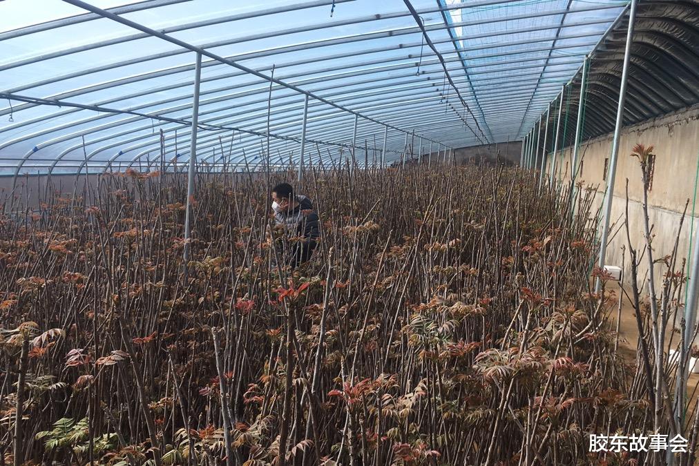 胶东故事会 看图:寒冬腊月,方山脚下的栖霞观里镇正在忙着摘香椿