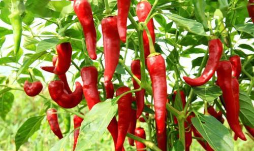 润肺止咳|豆芽是肺病的“发物”？呼吸科医生：肺不舒服的人，3物请拉黑