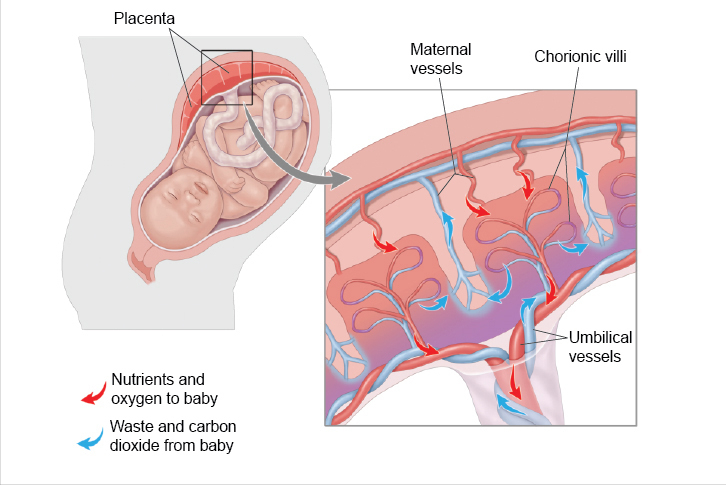 久见菌菌|黑市上人体胎盘泛滥,竟然是为了食用!真的能滋补身体吗?