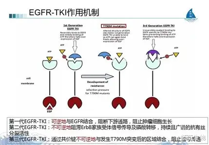 领蔚生物 超全总结：关于肺癌术后辅助治疗，一点要知道这5点！