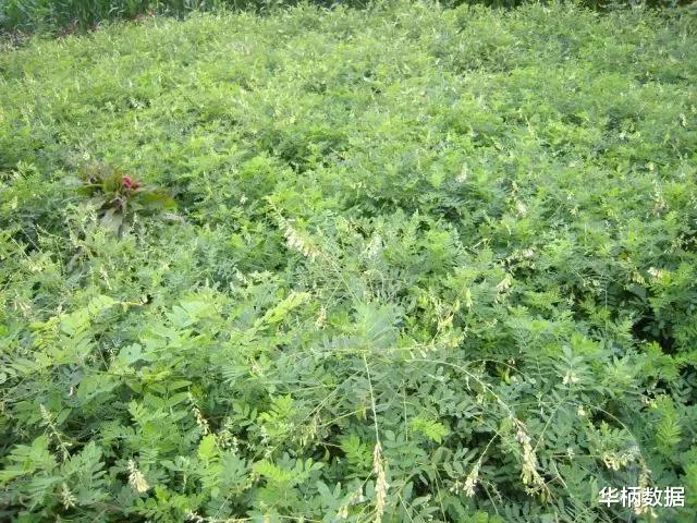 甘蔗|中药、方剂大数据视角下的黄芪