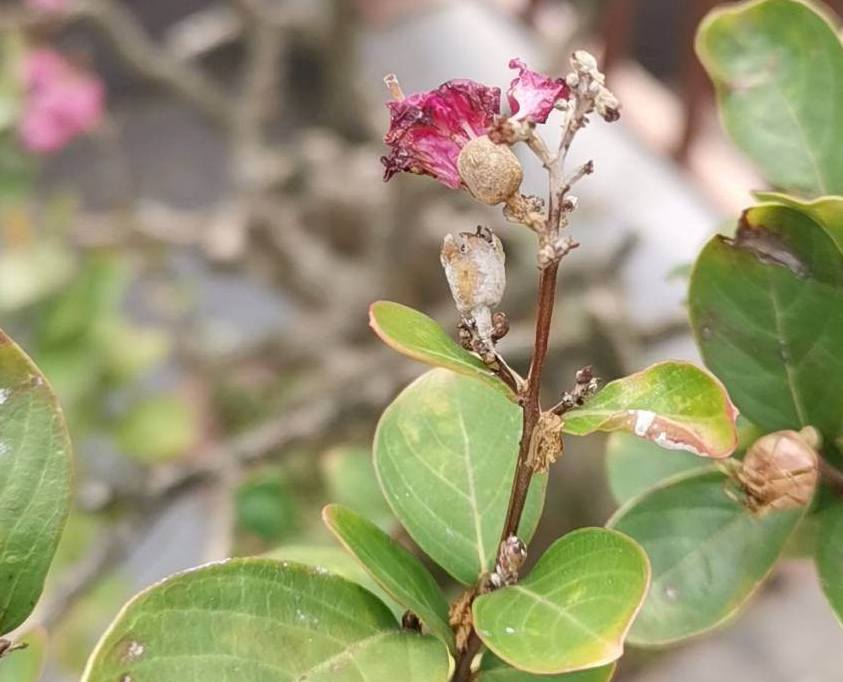 |植物叶子出现“白霜”，是白粉病要谨慎起来，三个方法搞定