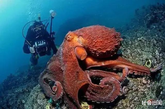 章鱼 科学家为什么觉得章鱼是外星生物？越来越多的证据证明，或许他们说的是真的
