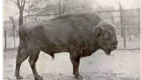 欧洲 被殖民者灭绝的7种动物，它们的灭绝时间和最后的影像让人深思