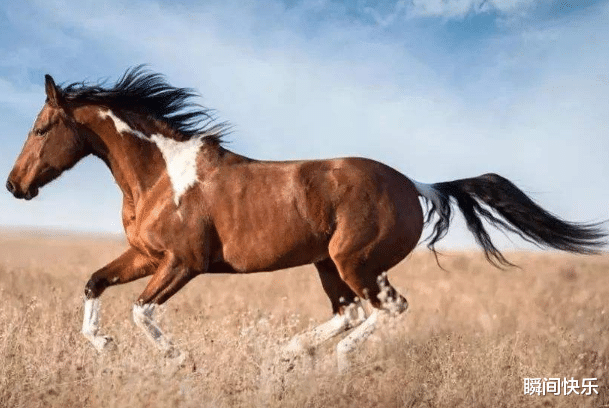 瞬间快乐|大金马：出生这几个月的属马人，好运挡不住，生活乐滋滋，事业再高升