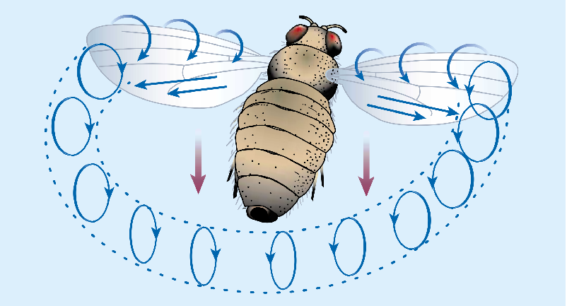 昆虫 有趣的微型机器人（一）