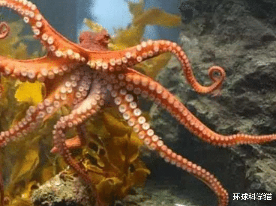 章鱼 越来越多科学家认为章鱼不是地球生物？各种证据表明，怀疑是对的
