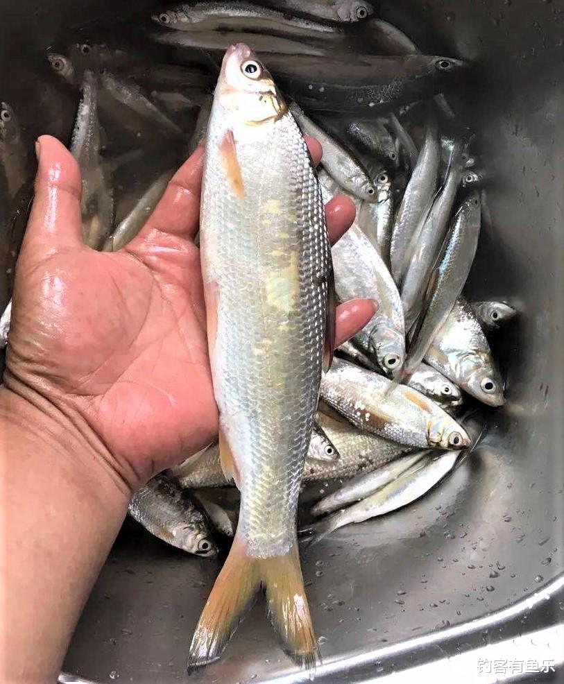 饵料|白条鱼不好钓？细心注意这几点，钓白条也能爆护