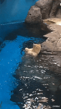 小叶娱记|神回复:能不能25退休,退到55再回来上班?