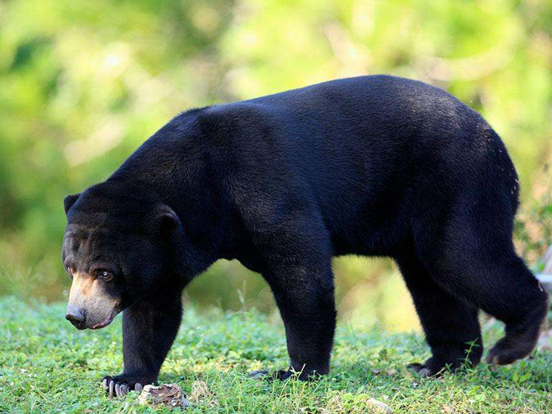 马来熊 世界上超级可爱的珍稀动物