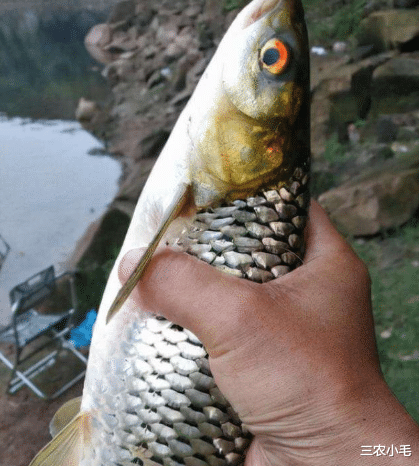 红眼|俗称“野草鱼”，过去河中随便抓，如今野生少见，运气好才能吃到