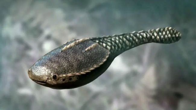 奥陶纪时期的各种生物进化