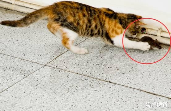 老鼠身上那么脏,猫吃了却不会生病,难道猫对老鼠的病菌免疫吗?