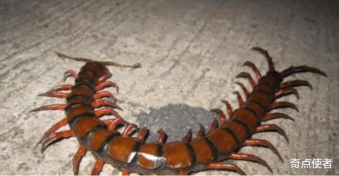 蜈蚣 地球将重回“巨虫时代”？澳洲出现巨型蜈蚣，每年吃掉3700多只海鸟
