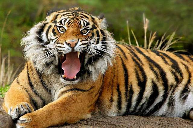 太空 同是猫科动物，老虎和猫，都有哪些明显区别？