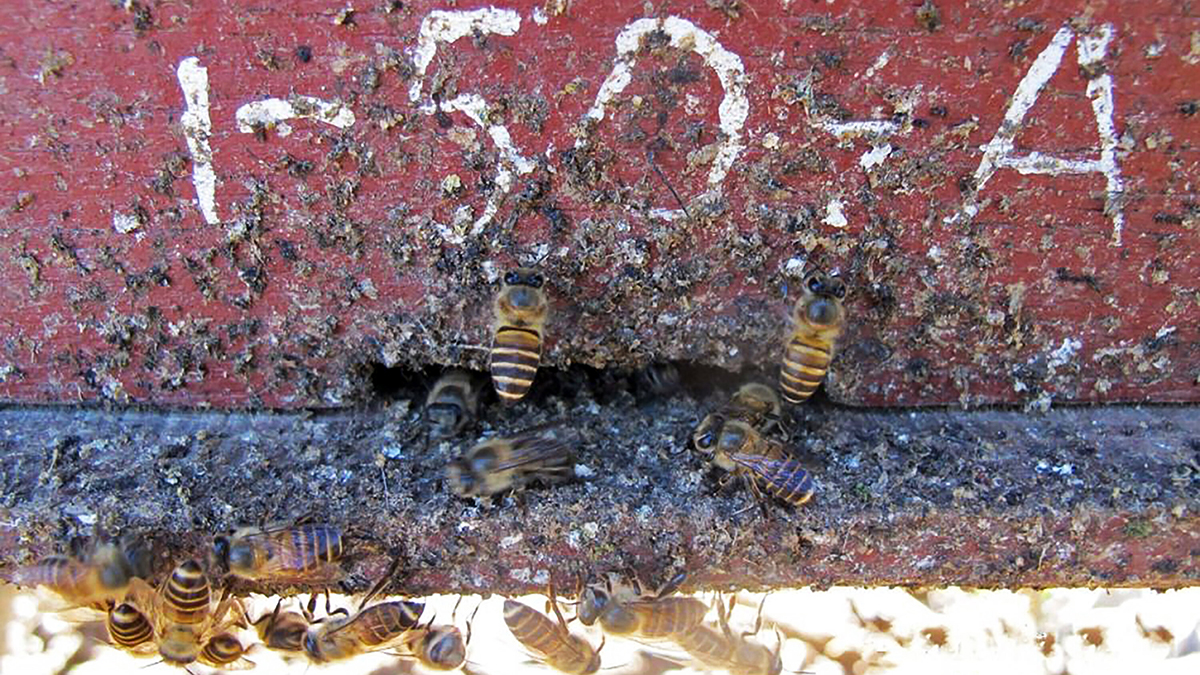 小行星 硬碰硬打不过，蜜蜂就没办法对付胡蜂了吗？于是它们想到了用粪便