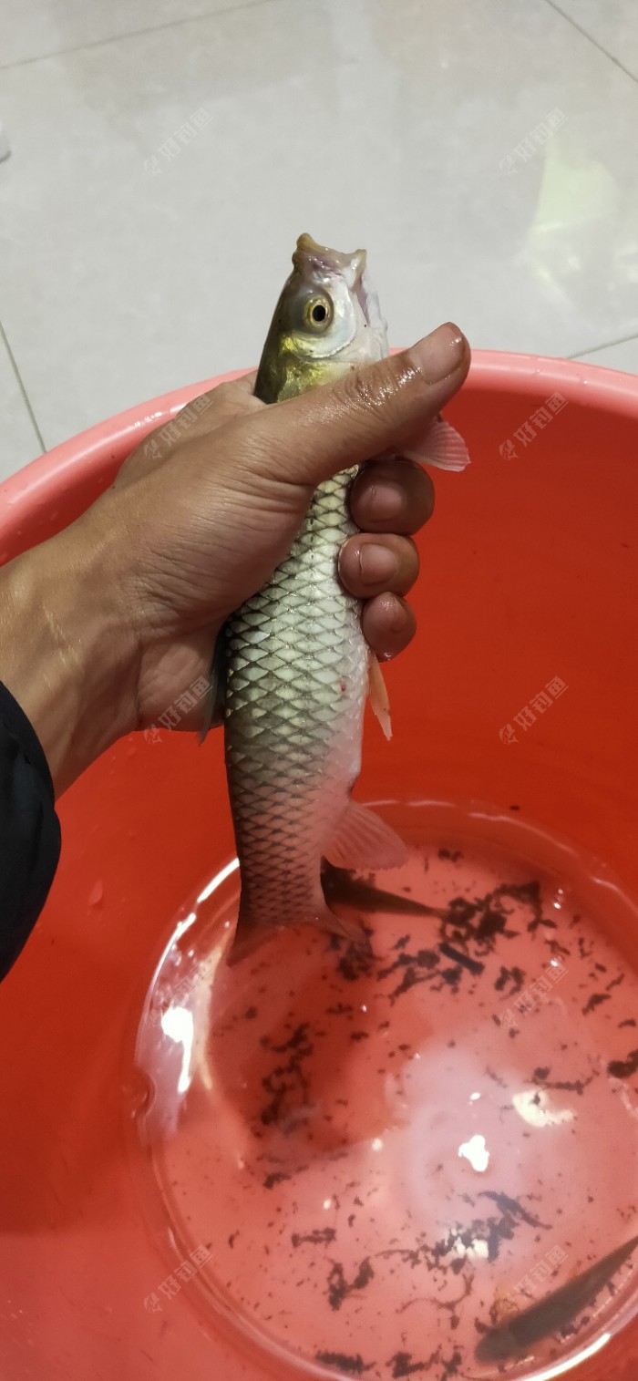 水库|今年最后一钓了，从新手到现在所有鱼获