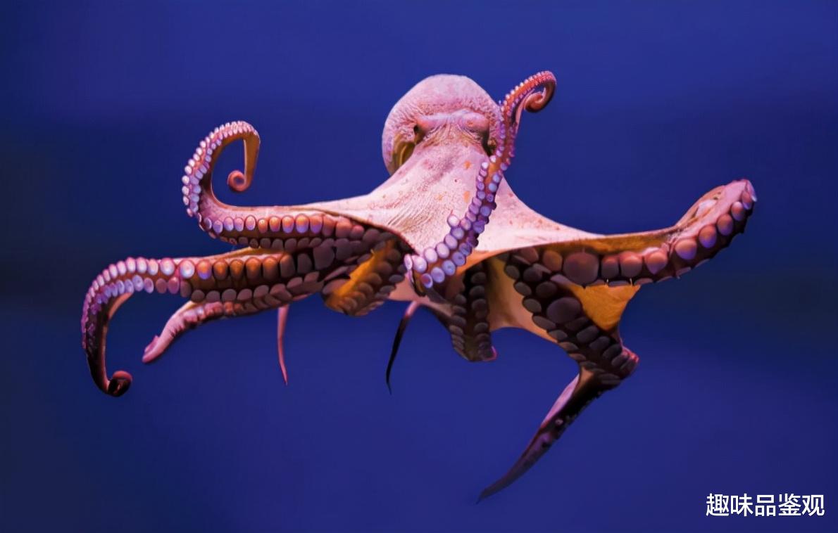 若发生第六次生物灭绝,章鱼是否能进化出文明?人类毫无高贵可言