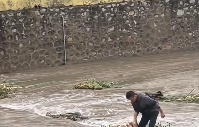 山西省 山西洪水过境，40斤大鱼被水草缠住，小伙下河捞起，网友：放生吧