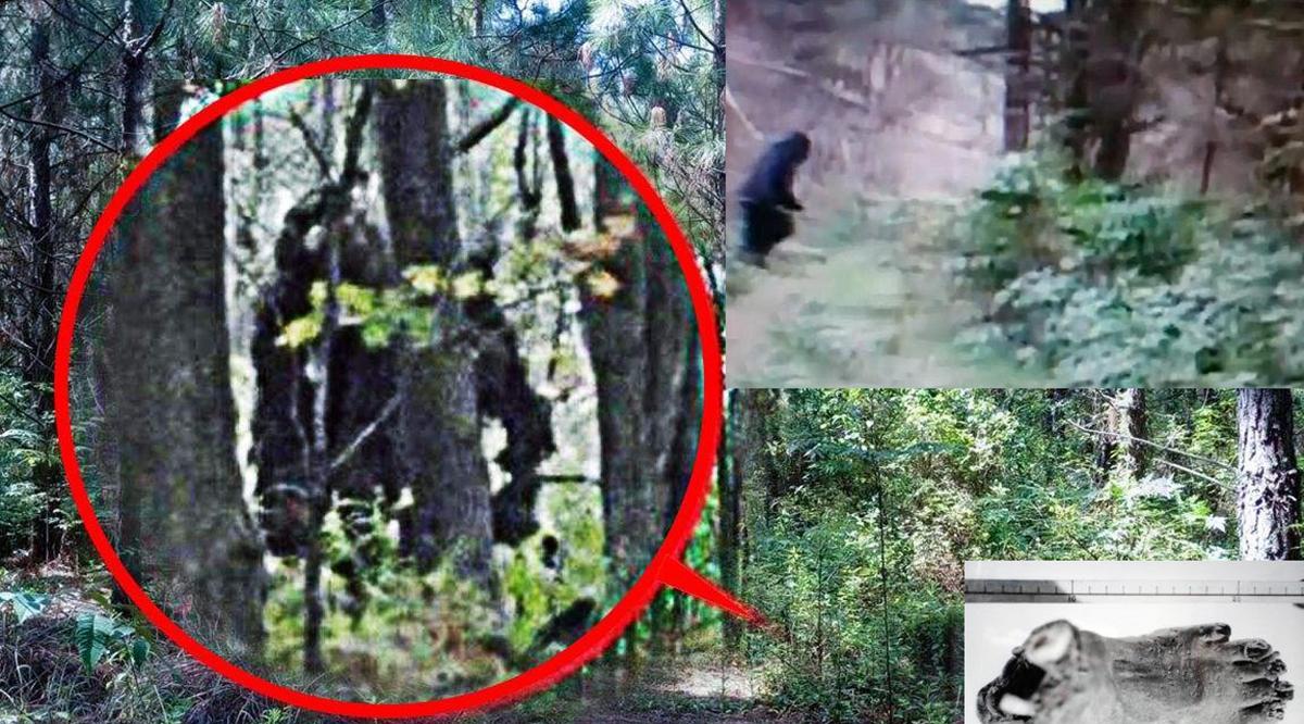 神农架野人是否存在?目击者称其2米多高,力大无穷,浑身腥臭