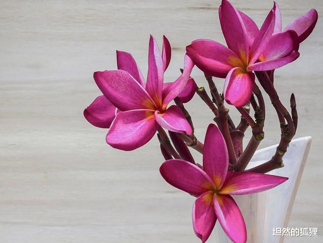 坦然的狐狸|让男人放不下的，往往不是“难追”的女人