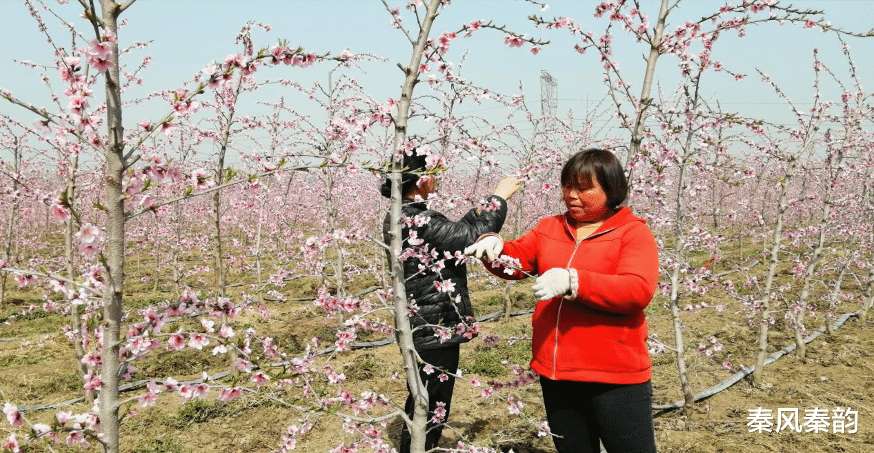 秦风秦韵 武功县：“小蟠桃”写出乡村振兴“大文章”
