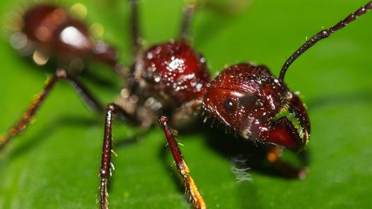 鸡蛋 世上最大的蚂蚁品种之一的子弹蚁，却有着让人痛不欲生的能力