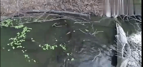 六维自然 亚马逊河发现一群电鳗,且这几十条电鳗一起放电捕鱼群,非常罕见