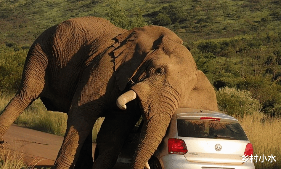 奇想 大象也会报复人类吗？在荒郊野外，面对大象攻击要如何逃生？