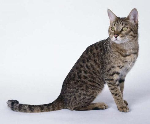  小时候的黑猫警长和现实中的猫咪