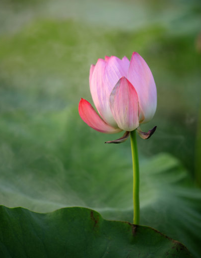 星临天下|4属相在下半年,迎来好运不断,桃花朵朵,财源广进,前途光明