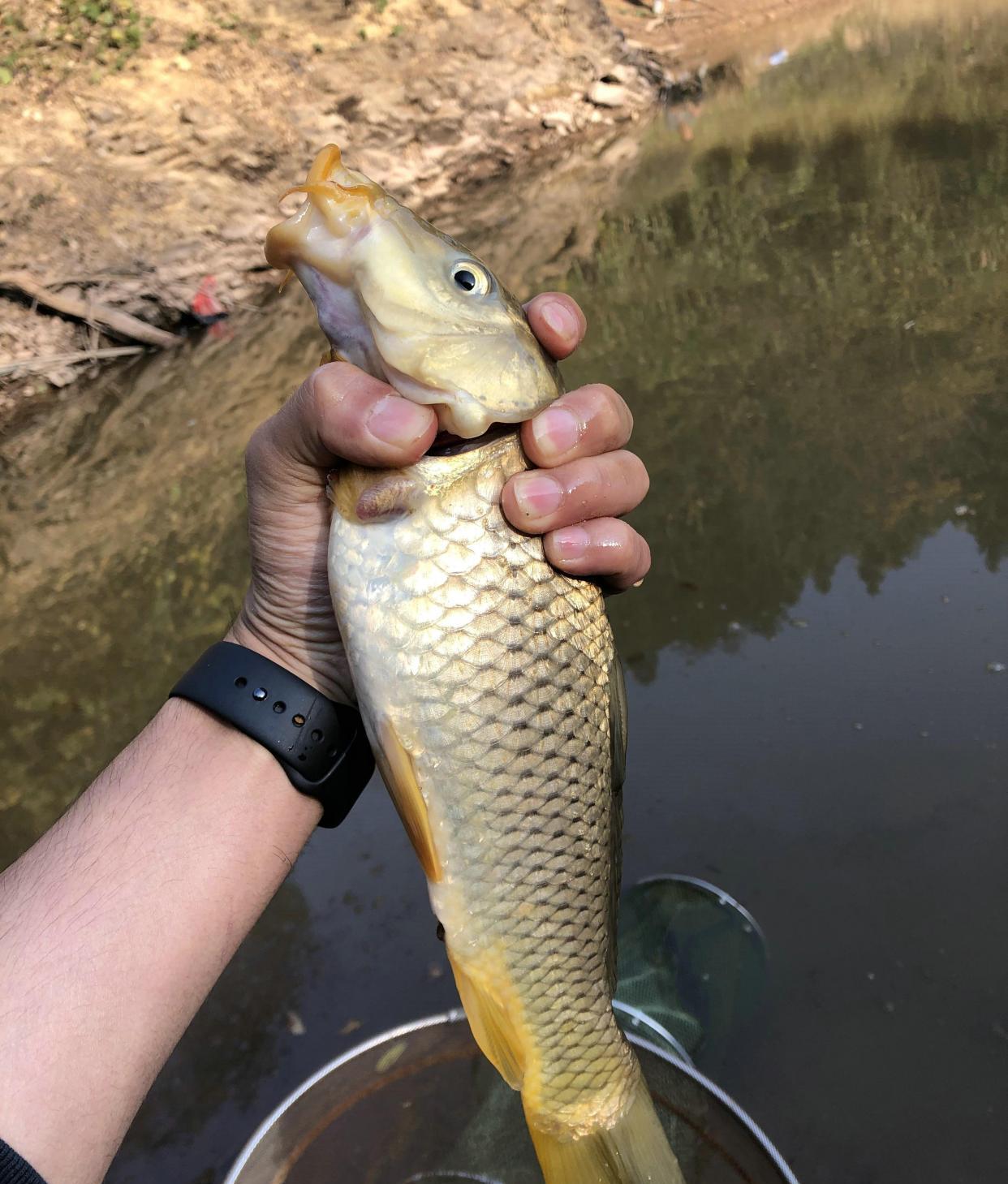 水库|广东一水库里的鱼集体“瘦成长条”，钓鱼人：幸好被我钓起来了