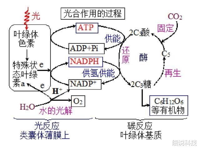 人工合成淀粉 人工合成淀粉堪称划时代成果！将给世界带来4大极其深远的影响！