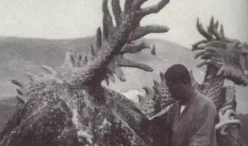 菜菜叶|科学家推测龙真的存在,2000年黑山子的坠龙事件可能是证据