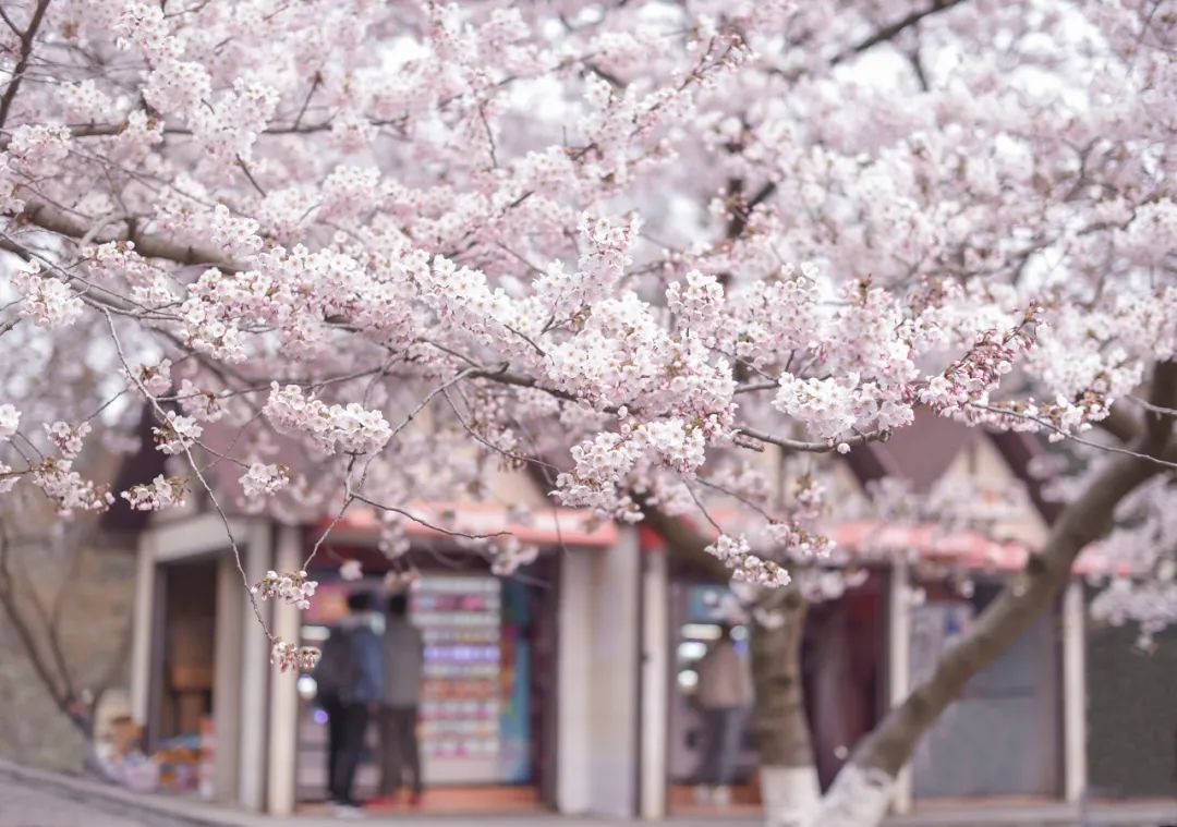 青岛市 超越苏州、成都！成了国内最宜居城市NO.1，这座海滨老城凭什么？