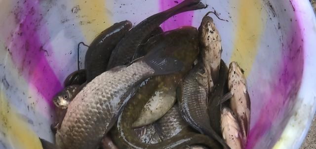 我的枕边书 贵阳一水库开闸冲出“鱼王”?当地居民:70斤的鲤鱼,一米多长