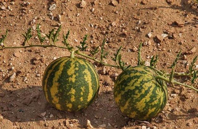 旅行 旅行路过沙漠，再渴也不要碰“野生西瓜”，当地人：绕着走！