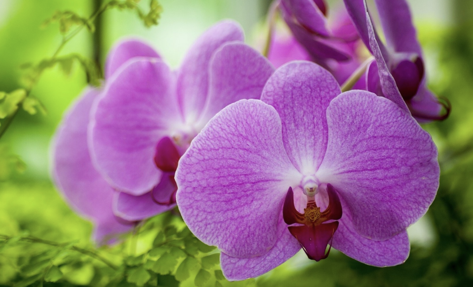 生肖夜读|9月中旬，天降祥瑞，福运缠绕，旺上加旺，3生肖事业有成，脸上有光