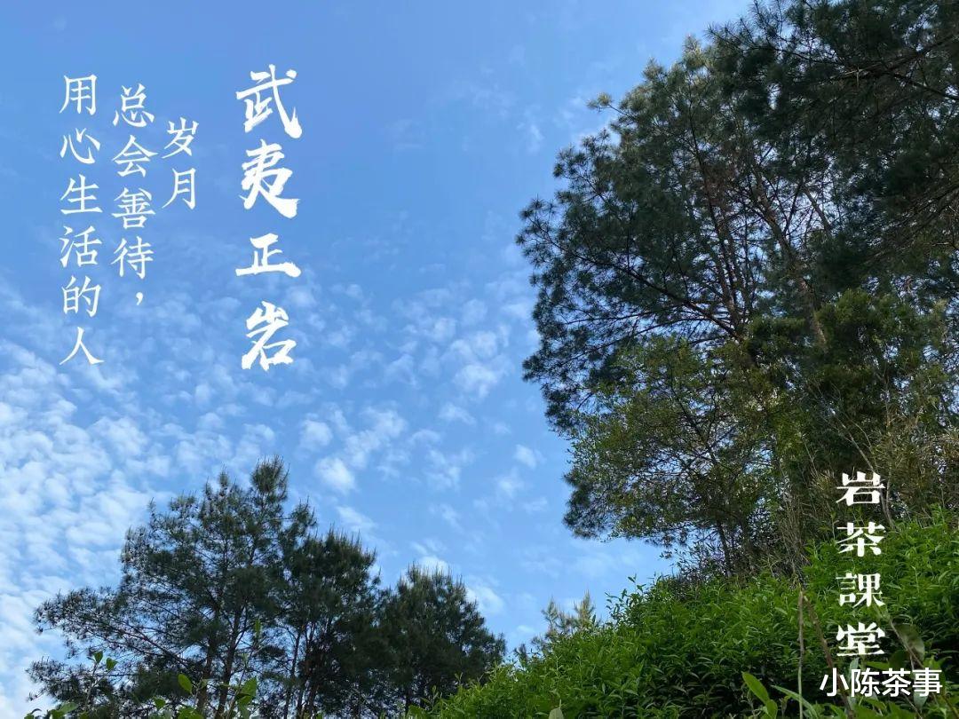 白茶|都是老茶，老白茶、老普洱贵如金，凭什么就陈年岩茶滞销堆积？