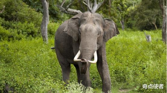 猛犸象 史前生物来了！美科学家将复活猛犸象，并在北极放生，是好是坏？