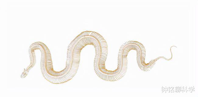 浙江省 1天被蛇咬上百口，浙江一村庄与300万条蛇生存40年，靠蛇赚钱