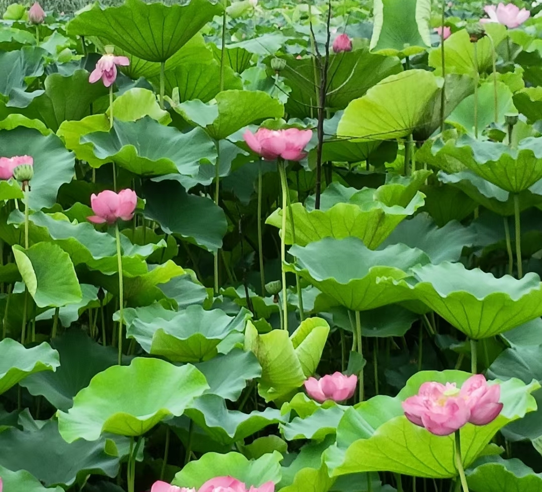 购房置业|看房一星期后，我毫不犹豫交了定金，最后成交源于什么