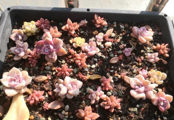 向阳园艺|多肉怎么叶插？备好花土，花盆，选好叶子，叶插攻略送给你！