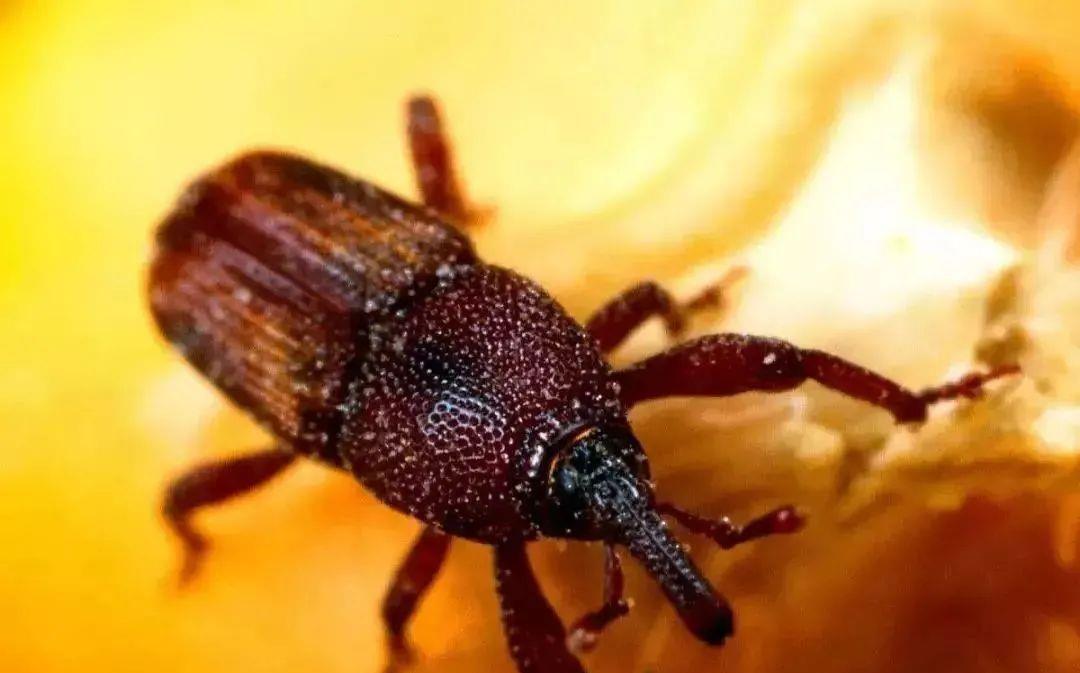 大米 明明是虫却被说成“象”，个头不大破坏力强，有“世界公敌”之称