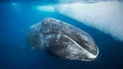 全球最能扛饿的生物,青蛙可以20个月不吃东西,还不是最厉害的