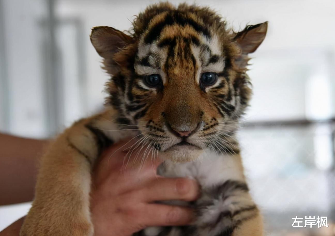 老虎 “百兽之王”老虎如此威猛，为什么其交配时间却不超过1分钟？