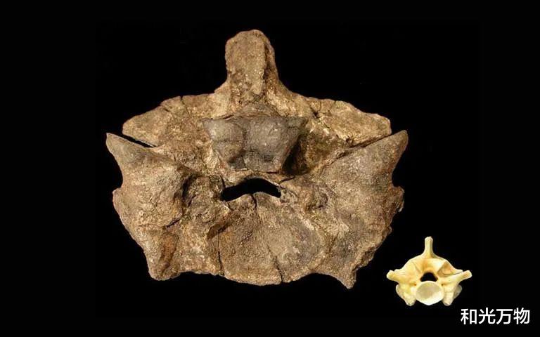 泰坦蟒 地球持续高烧20万年,创造史上最大的蛇,未来或随地球升温再现?