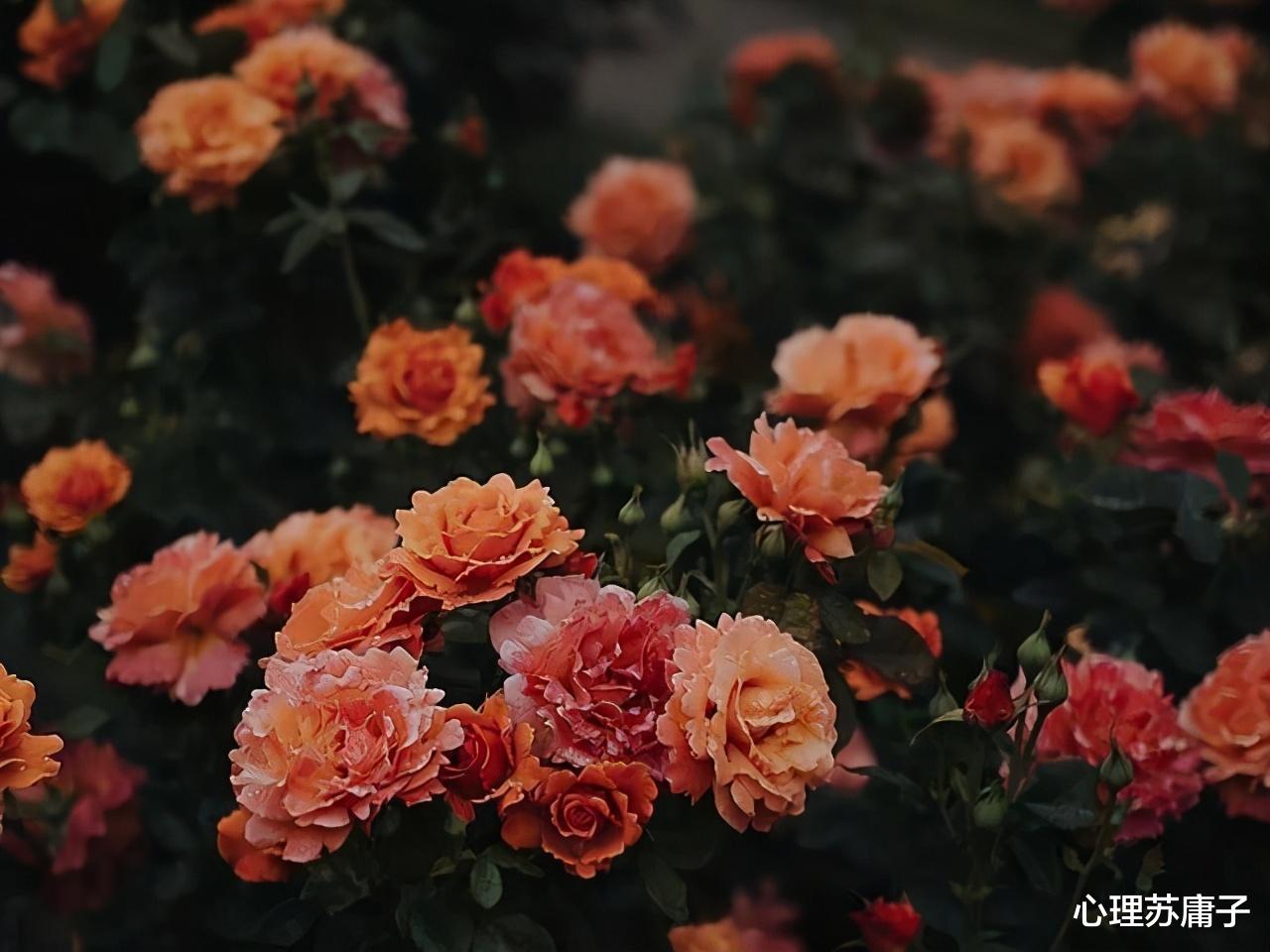 心理苏庸子|心理学：有这3种性格的女人，大多“晚年凄凉”