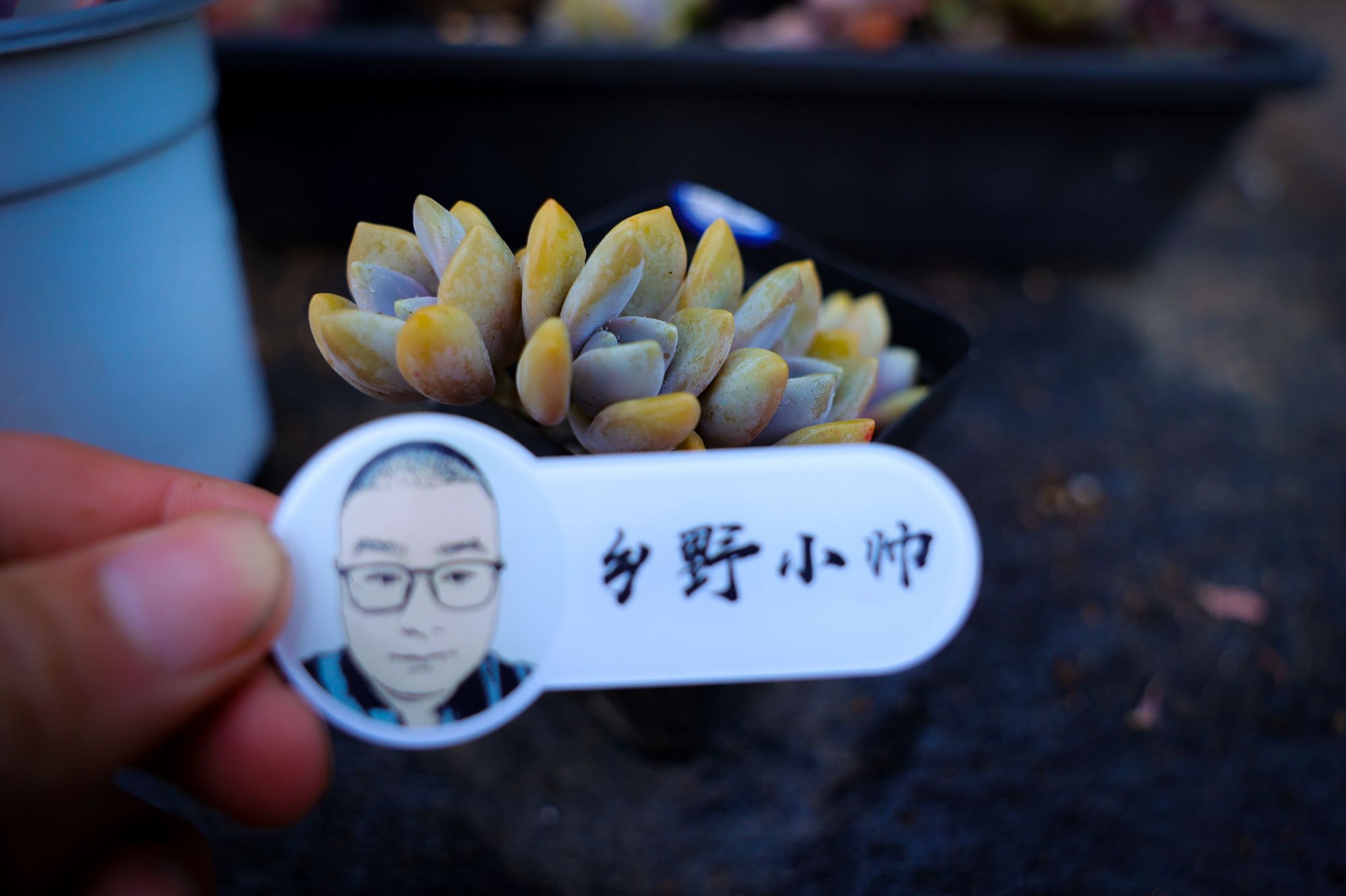 乡野小帅 怎么把多肉养得又肥又漂亮？听小帅跟你聊聊控养那些事儿