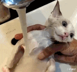 小叶娱记|神回复：和有口臭的人接吻是什么感觉？有人说喝吃豆腐感觉一样